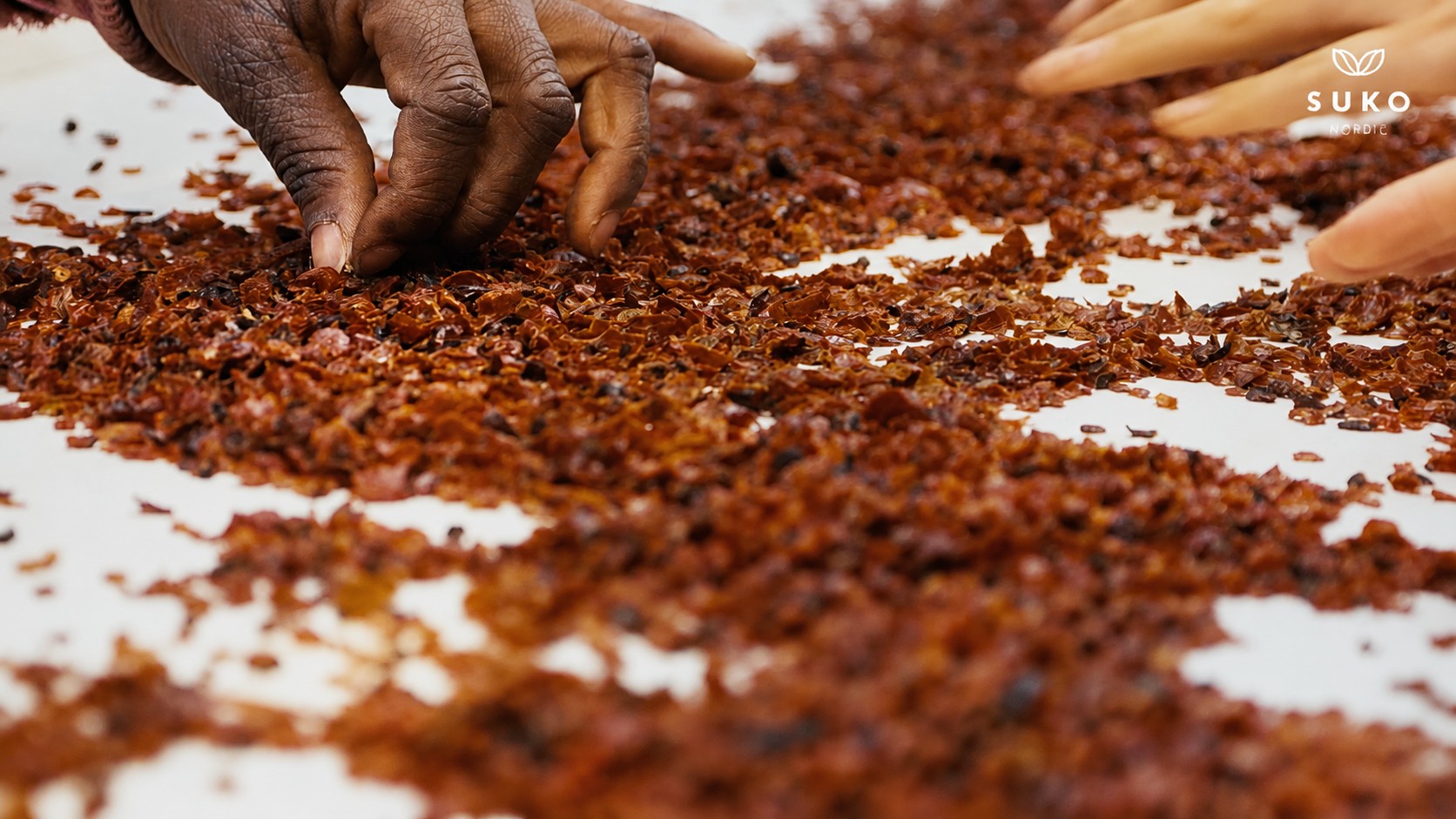 SUKO Nordic team members hand-sorting milled AP-4&reg; rosehip material during quality-controlled processing