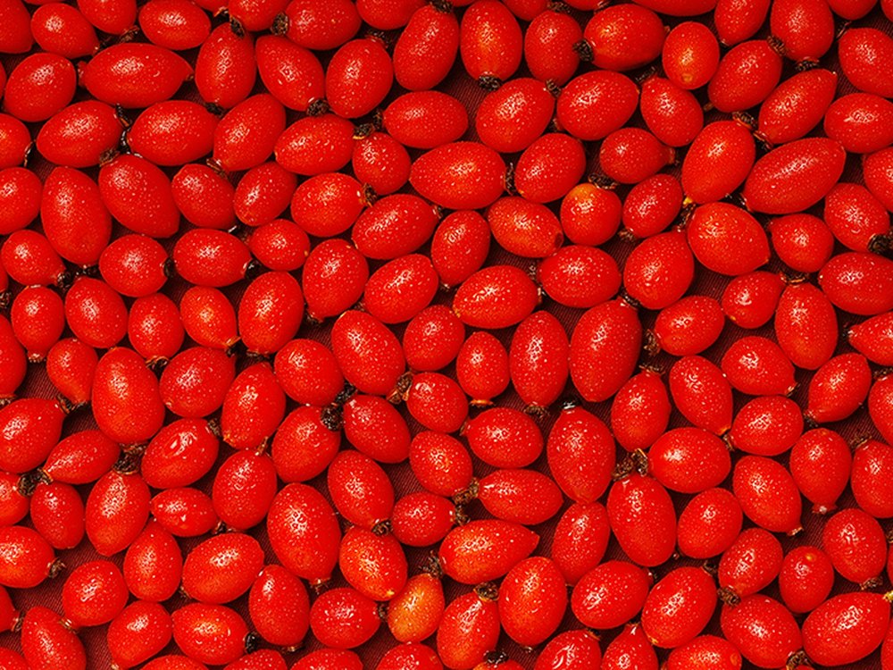 Detailed close-up of freshly harvested AP-4® rosehips