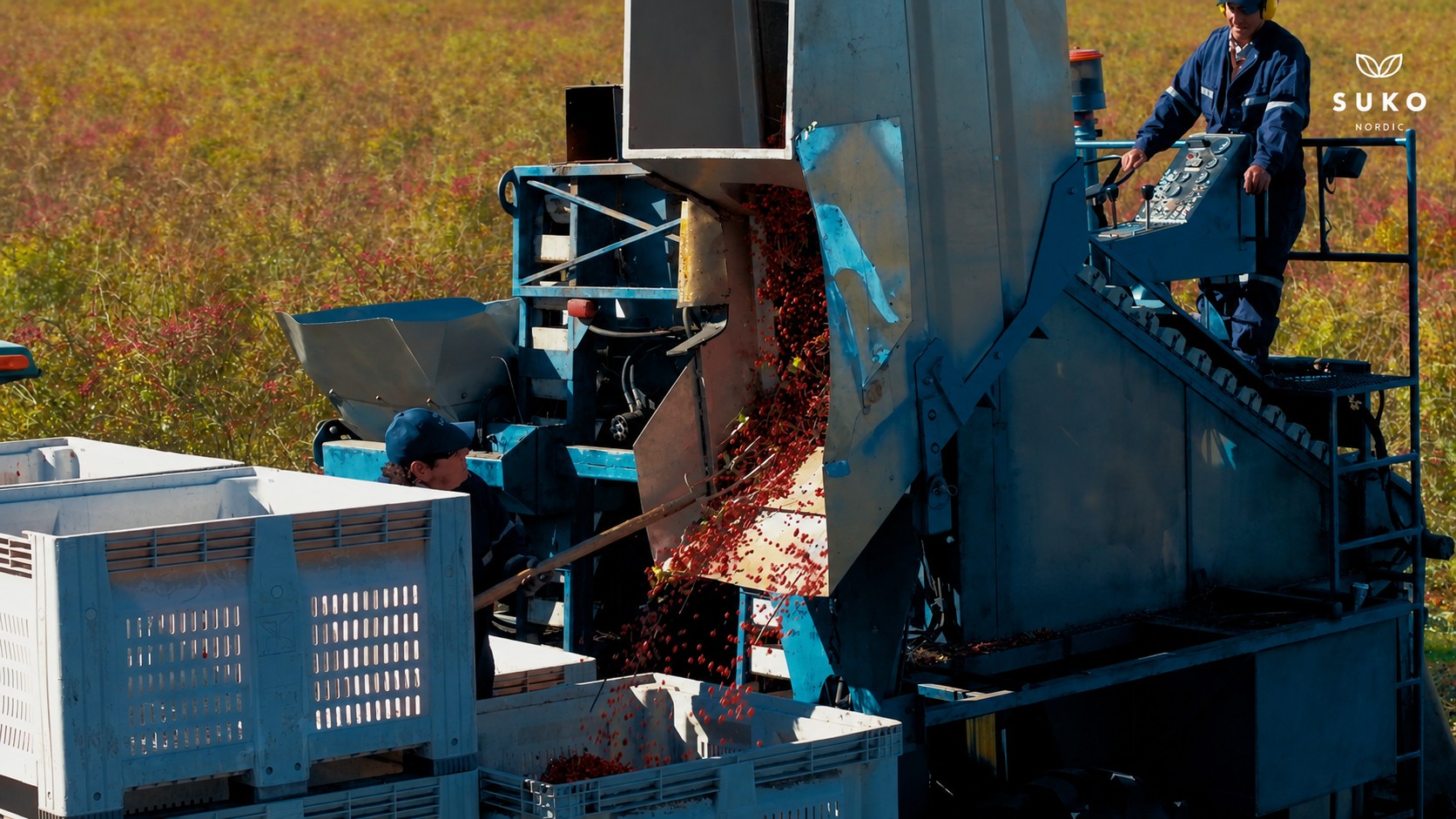 AP-4® rosehips being sorted into crates at harvest, under standardised production methods