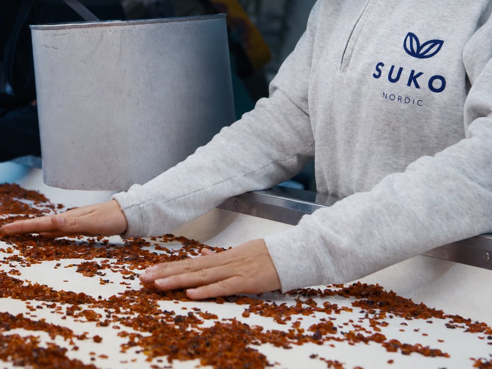SUKO Nordic team member hand-sorting dried AP-4® rosehip