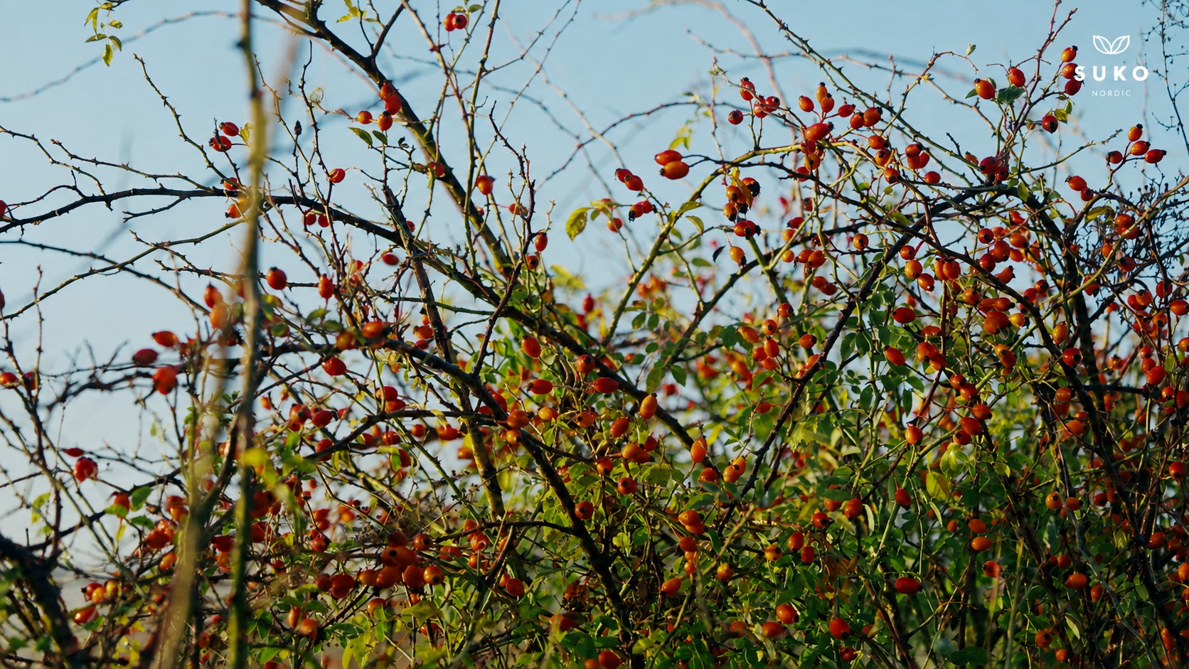 AP-4® organic rosehip branches heavy with ripe fruit, Southern Chile