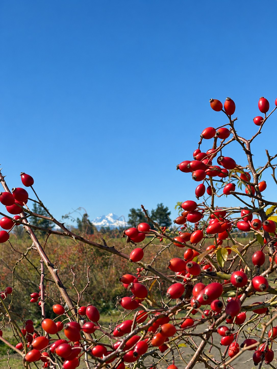 Ripe, thorny AP-4® rosehip branches heavy with fruit on a certified organic plantation in Southern Chile, with a snow-capped Andes peak on the horizon