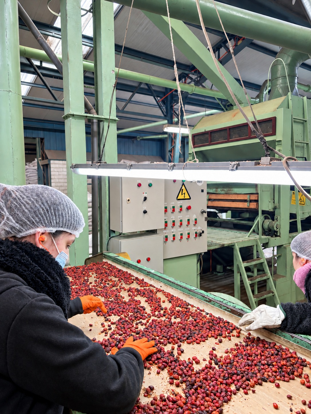 The SUKO Nordic team hand-sorting AP-4® rosehips on the production line, part of the batch's traceability record