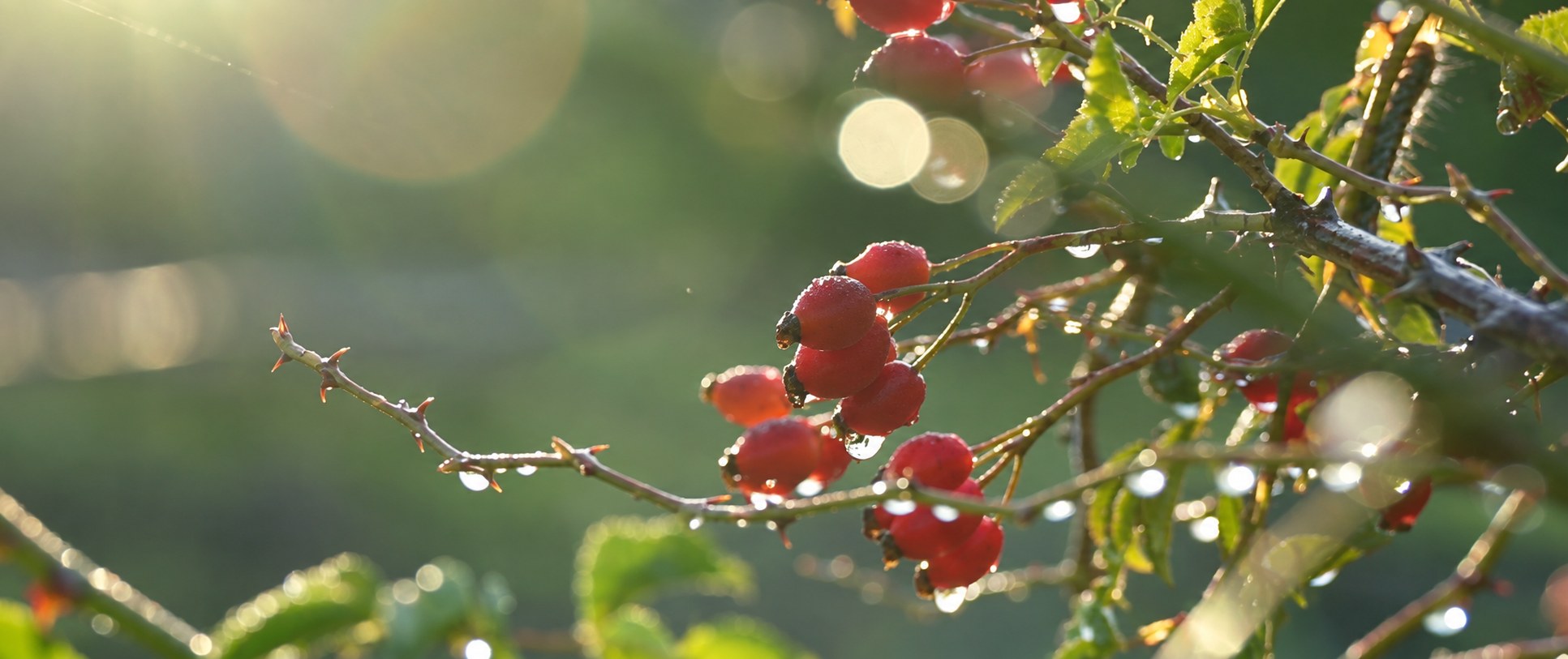 Moisture droplets on AP-4® rosehip branches in soft early morning light