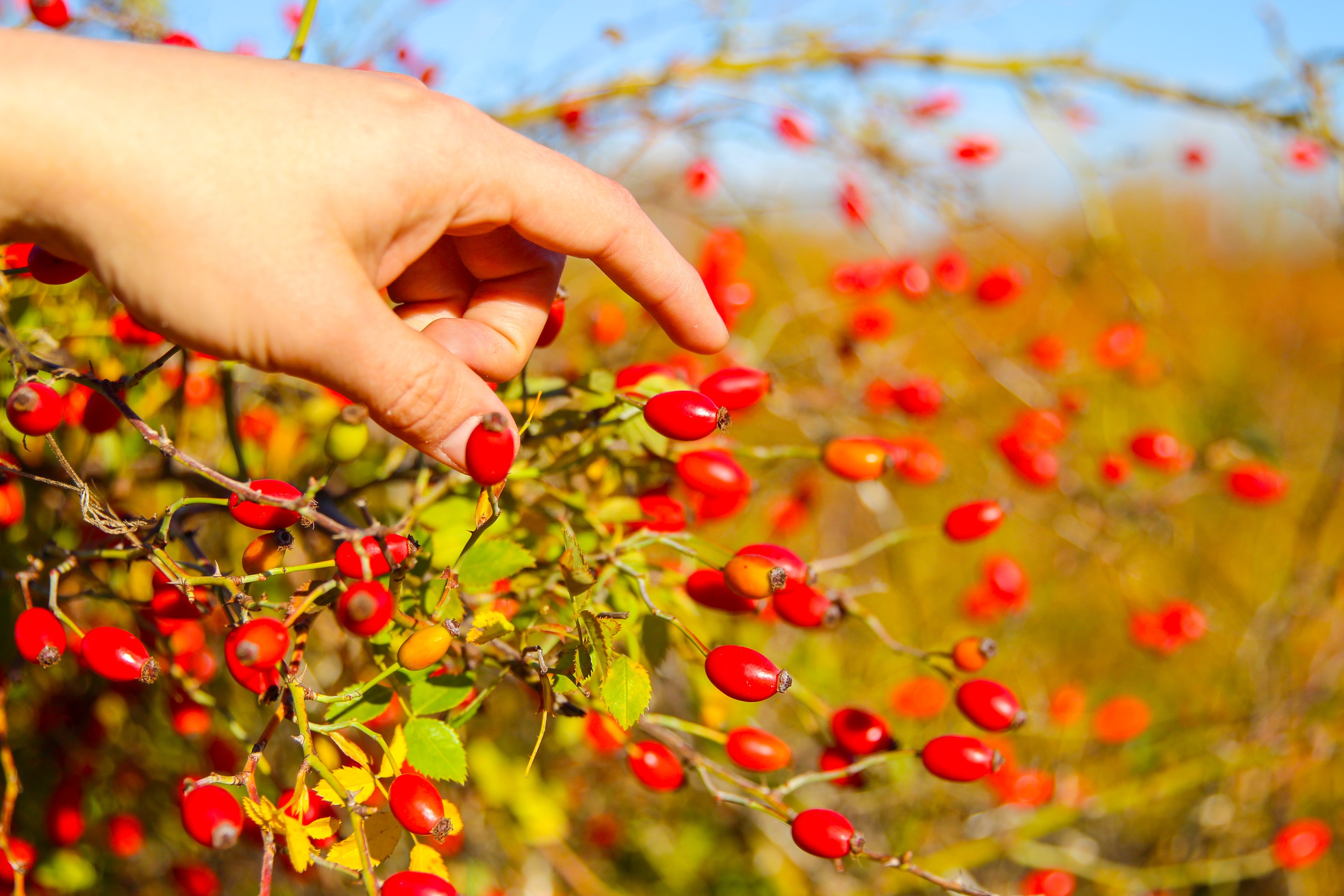 A hand selecting a mature AP-4® rosehip from the branch in Southern Chile