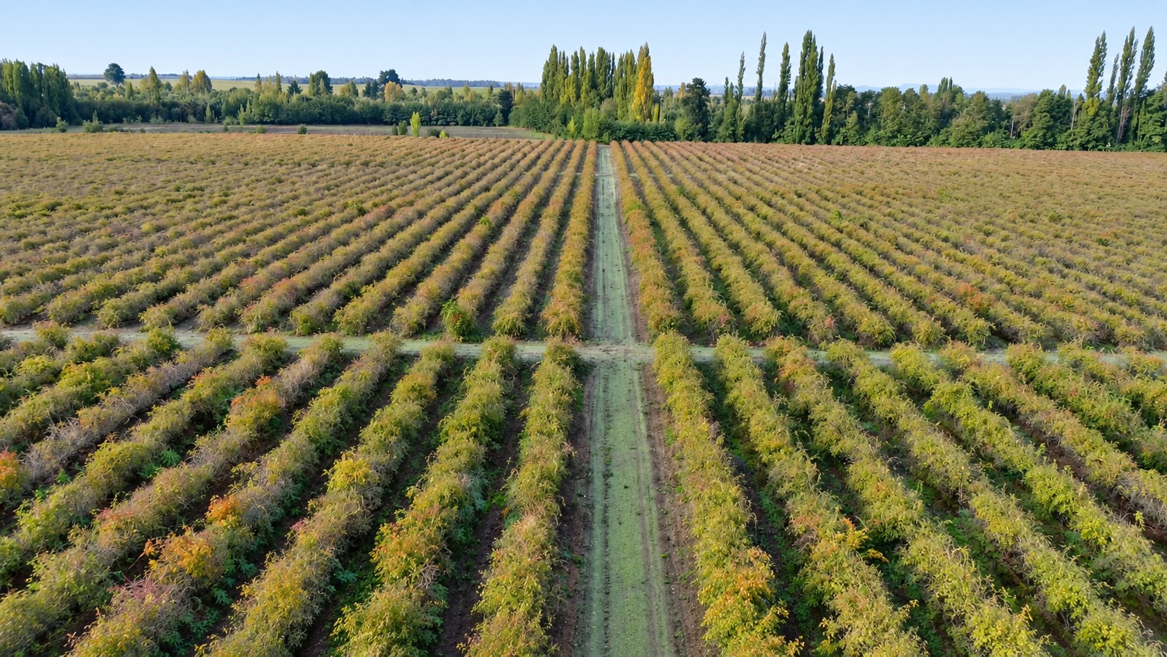 Aerial view of AP-4® rosehip plantation rows converging on a central pathway in Southern Chile
