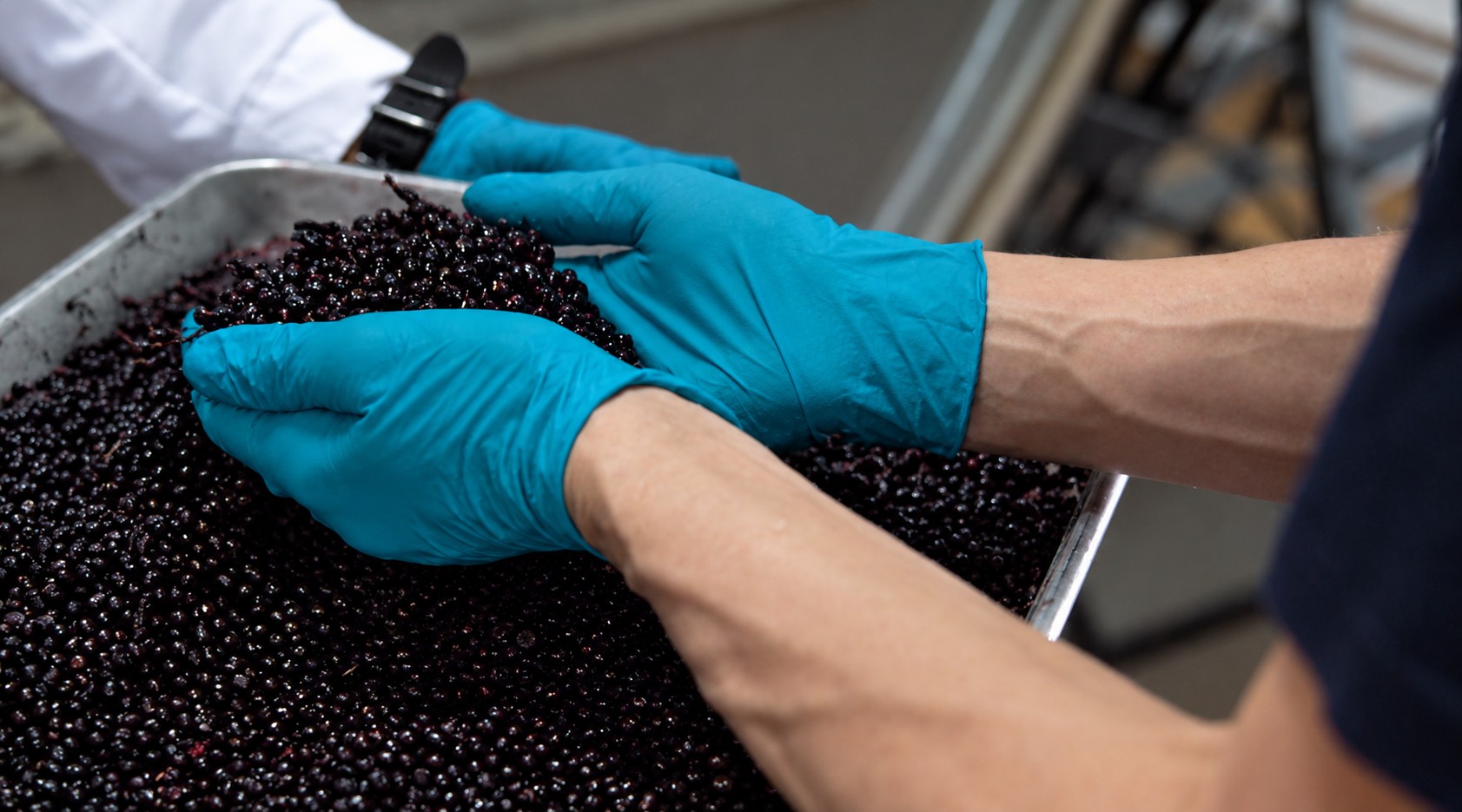 Hands in blue nitrile gloves sorting freshly harvested maqui berries on a tray during quality inspection