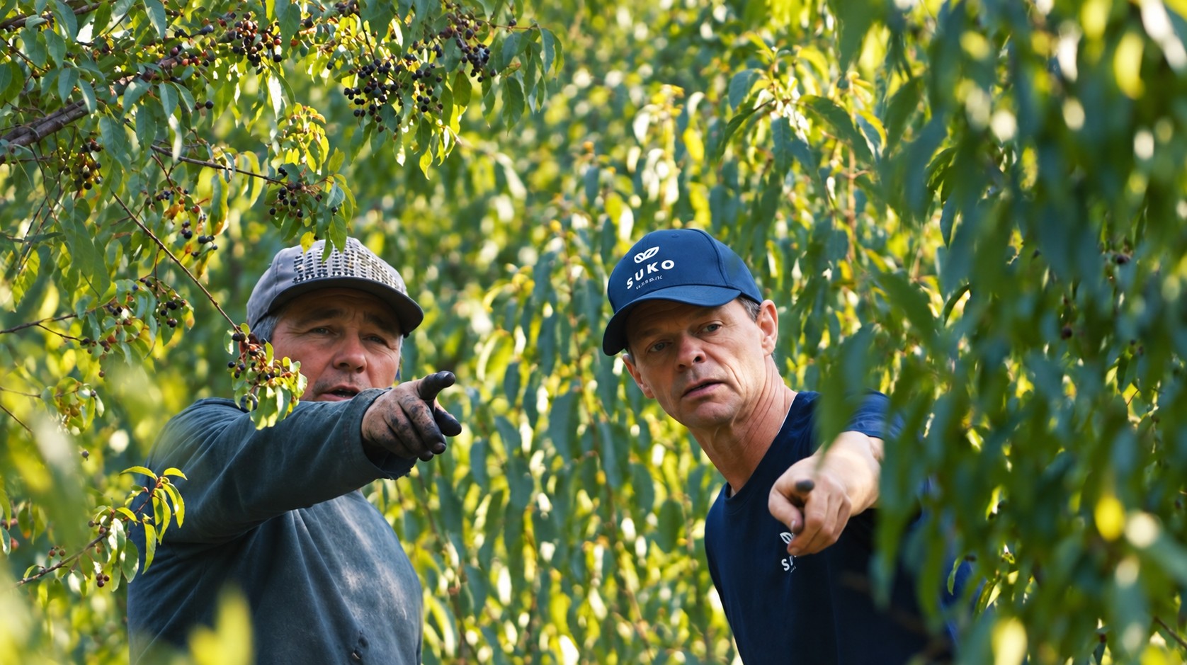 Peter, Director, and a local plantation worker examining maqui berries in the field