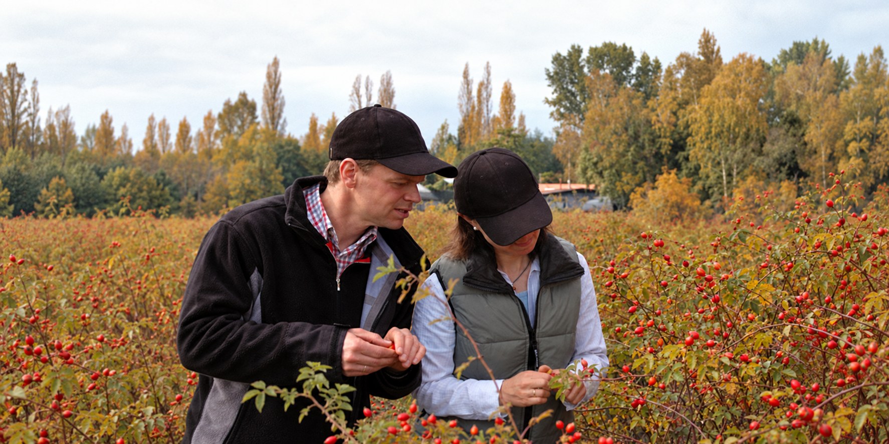 Monica Takamiya Wik and Peter Kristoffersen inspecting rosehip plants together at the AP-4&reg; plantation.