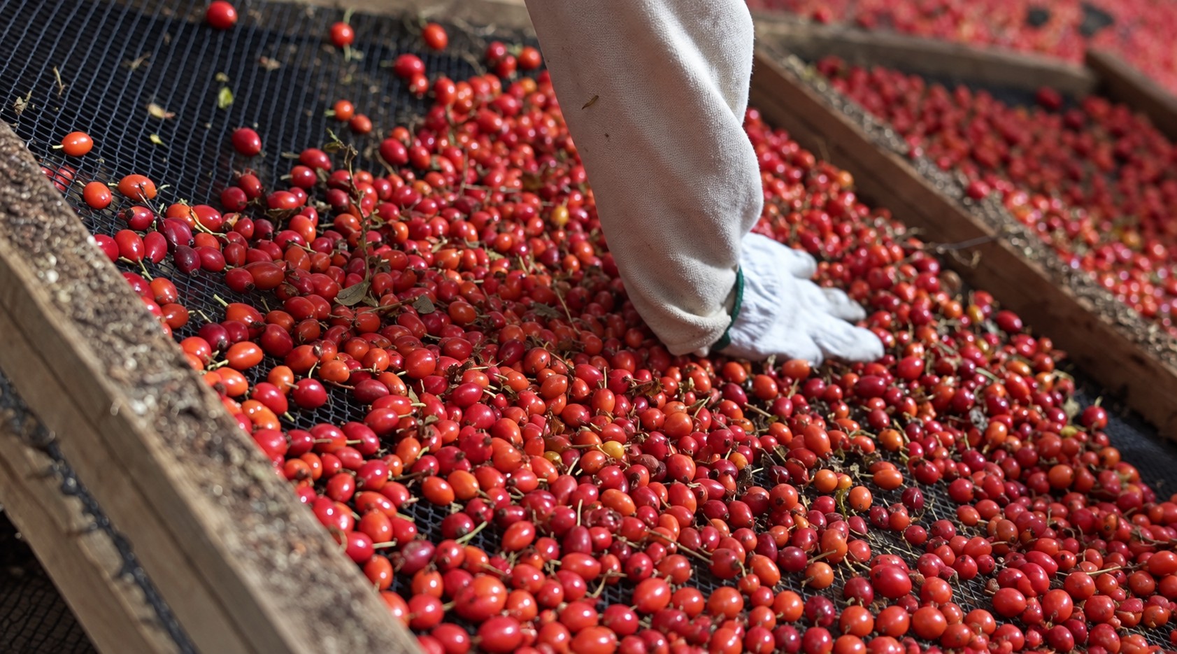 Freshly harvested AP-4&reg; rosehips being hand-sorted on a mesh drying tray as part of controlled production