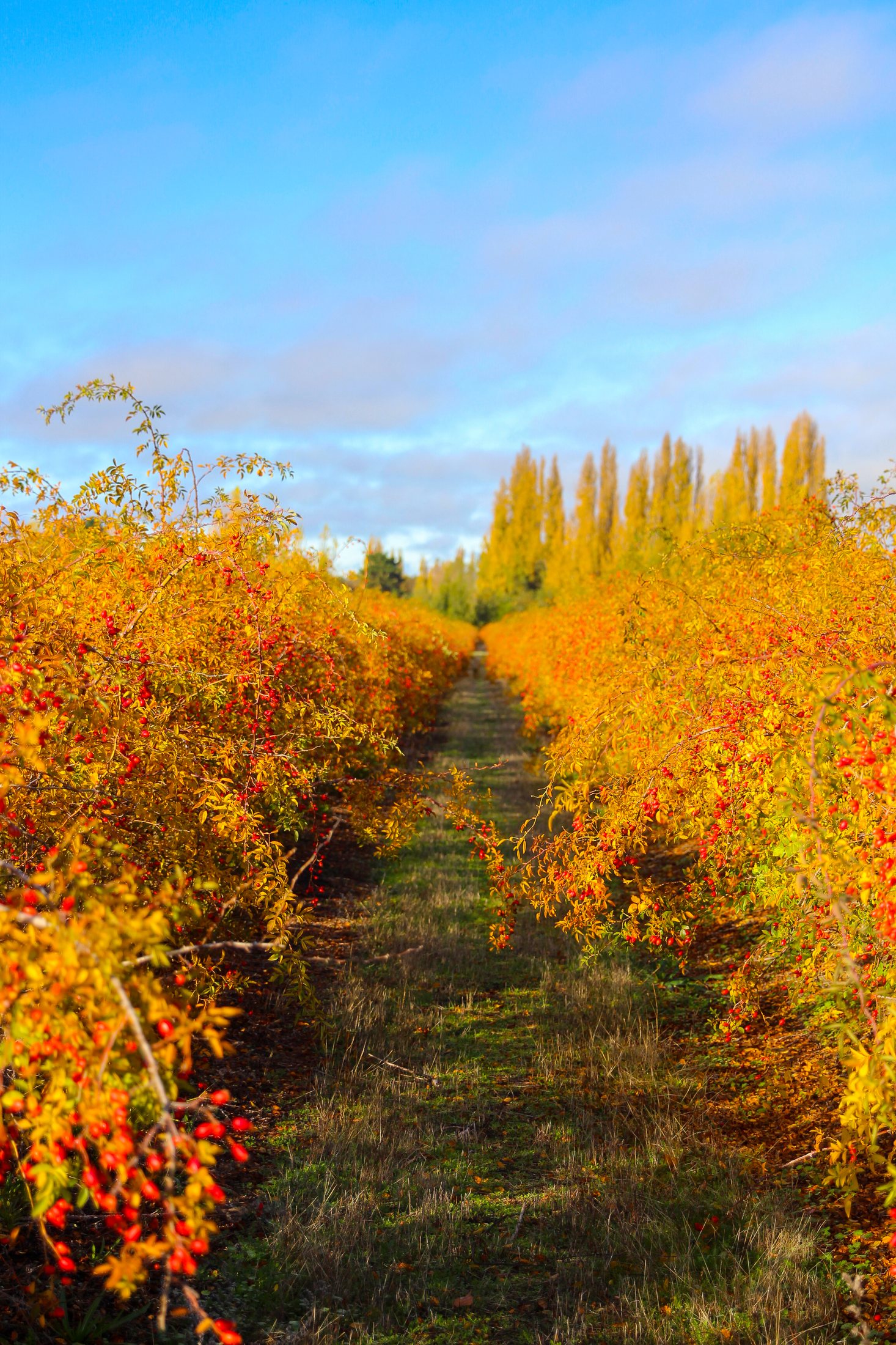 Rows of cultivated AP-4® rosehip plants on a certified organic plantation in Southern Chile, stretching toward a line of poplar trees