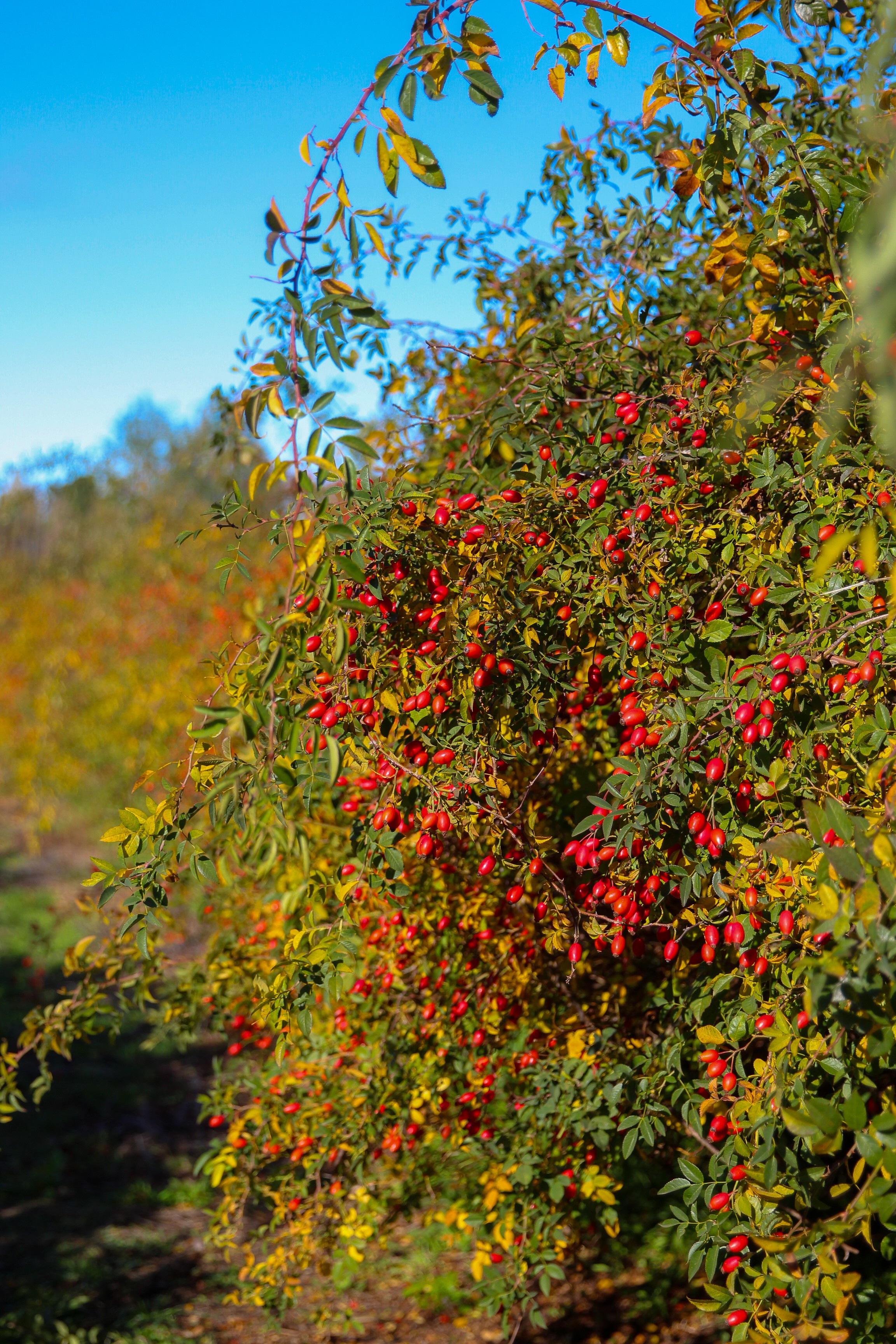 A rosehip bush heavy with ripe AP-4® rosehips at the edge of a certified organic plantation row in Southern Chile