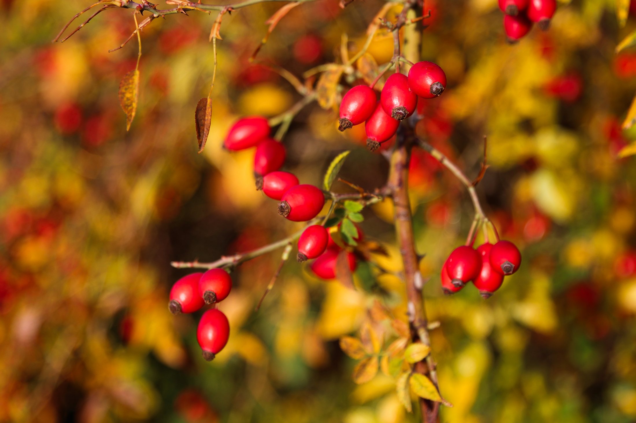 Ripe AP-4® rosehips on the branch, ready for harvest