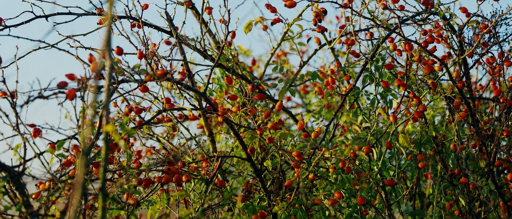 Close-up of ripe AP-4® rosehips against a clear blue sky in Southern Chile
